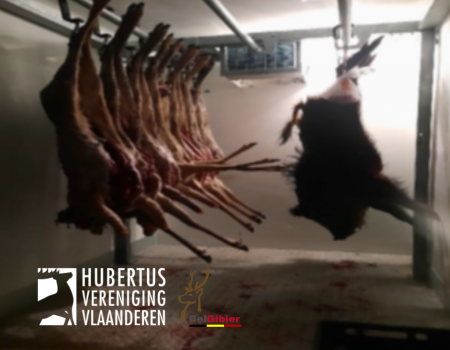 Wildverwerkingsbedrijf Belgibier vestigt in samenwerking met HVV een ophaalpunt voor everzwijnen in Lummen Wildverwerkingsbedrijf Belgibier vestigt in samenwerking met HVV een ophaalpunt voor everzwijnen in Lummen