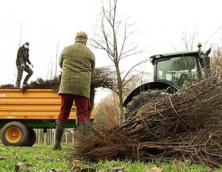 Doe mee: Limburgse haagplantactie uitgebreid naar heel Vlaanderen Doe mee: Limburgse haagplantactie uitgebreid naar heel Vlaanderen