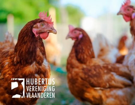 Geen vogelgriep meer in België, bevestigt FAVV Geen vogelgriep meer in België, bevestigt FAVV