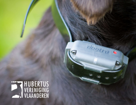 Verbod stroomhalsband: ‘Verhoogd risico op aanrijdingen met jachthond’ Verbod stroomhalsband: ‘Verhoogd risico op aanrijdingen met jachthond’