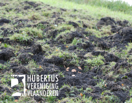 Gezocht: percelen met wildschade voor wetenschappelijk project Gezocht: percelen met wildschade voor wetenschappelijk project