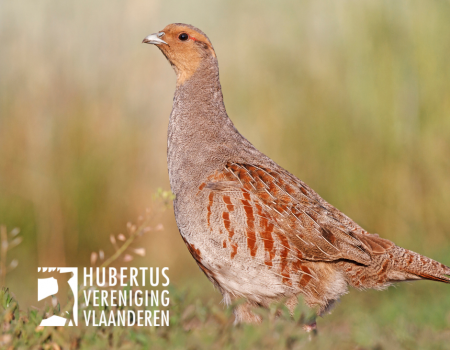 Patrijs: Vlaamse overheid houdt zich niet aan de afspraken Patrijs: Vlaamse overheid houdt zich niet aan de afspraken