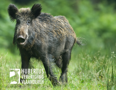FAVV: ‘Blijf oppassen voor het importeren van de Afrikaanse varkenspest’ FAVV: ‘Blijf oppassen voor het importeren van de Afrikaanse varkenspest’
