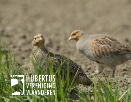 Resultaten telprotocol patrijs: 3 opvallende vaststellingen Resultaten telprotocol patrijs: 3 opvallende vaststellingen