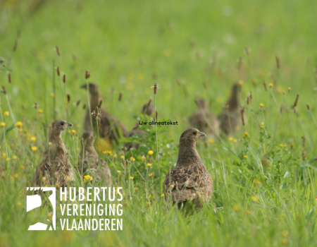 5 vragen over jachtverbod op patrijs 5 vragen over jachtverbod op patrijs