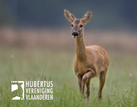 Reeën Plantentuin Meise weggevangen en gezenderd; organisatie doet geheimzinnig over actie Reeën Plantentuin Meise weggevangen en gezenderd; organisatie doet geheimzinnig over actie