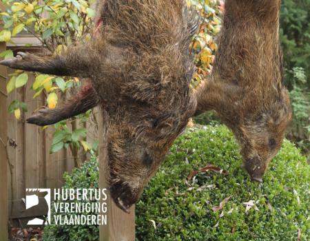 Vrij handelsverkeer van niet-onthuid vrij grofwild uit de grensstreek tot nader order verboden Vrij handelsverkeer van niet-onthuid vrij grofwild uit de grensstreek tot nader order verboden
