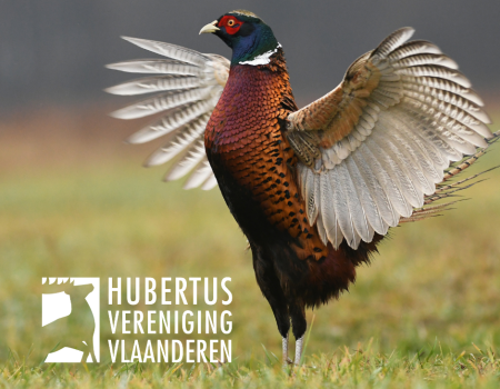 Factcheck: Jager uit Kortenaken kweekt 400 tamme fazanten om af te schieten Factcheck: Jager uit Kortenaken kweekt 400 tamme fazanten om af te schieten