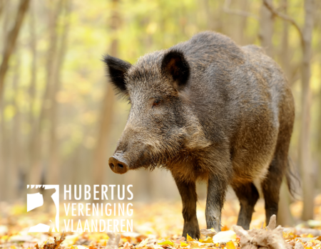 Afrikaanse varkenspest: België herwint zijn vrije status op Europees niveau Afrikaanse varkenspest: België herwint zijn vrije status op Europees niveau