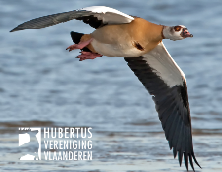 Wetgeving: mag ik nijlganzen bestrijden buiten een jachtrevier? Wetgeving: mag ik nijlganzen bestrijden buiten een jachtrevier?