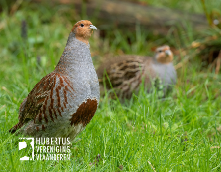 Nieuwe overheids-app om patrijzen te tellen Nieuwe overheids-app om patrijzen te tellen
