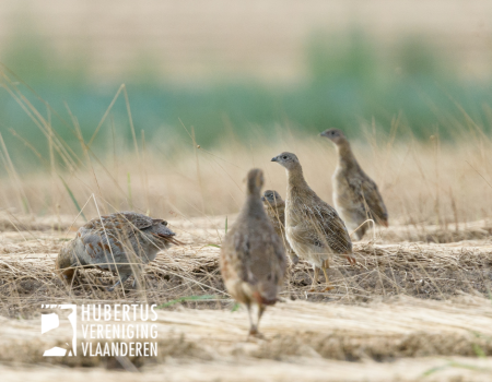 Jachtsector stelt Vlaamse overheid in gebreke Jachtsector stelt Vlaamse overheid in gebreke