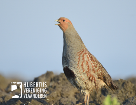 Expertgroep patrijs adviseert: ‘Tellingen kunnen voorzichtig starten’ Expertgroep patrijs adviseert: ‘Tellingen kunnen voorzichtig starten’