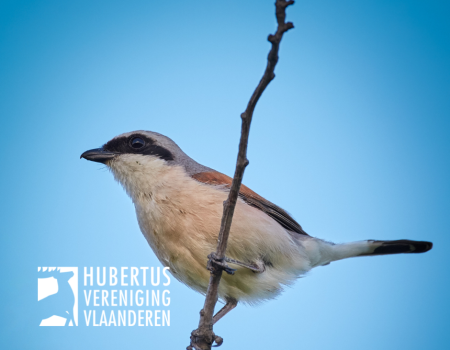 Plant een extra haag met steun van de Vlaamse overheid Plant een extra haag met steun van de Vlaamse overheid