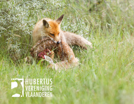 Vlaamse overheid schrapt op slinkse manier onderzoek naar impact predatorcontrole Vlaamse overheid schrapt op slinkse manier onderzoek naar impact predatorcontrole