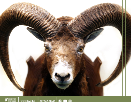 Importverbod op jachttrofeeën nefast voor Afrikaanse dieren Importverbod op jachttrofeeën nefast voor Afrikaanse dieren