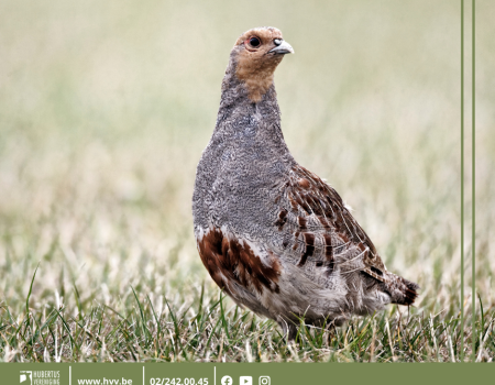 Reactie jachtsector op INBO-rapport: ‘Illegaal uitzetten patrijzen totaal onaanvaardbaar’ Reactie jachtsector op INBO-rapport: ‘Illegaal uitzetten patrijzen totaal onaanvaardbaar’