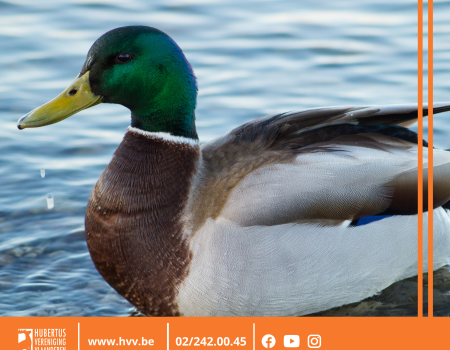 Eendenbroedkorven plaatsen: gratis brochure en instructiefilm Eendenbroedkorven plaatsen: gratis brochure en instructiefilm