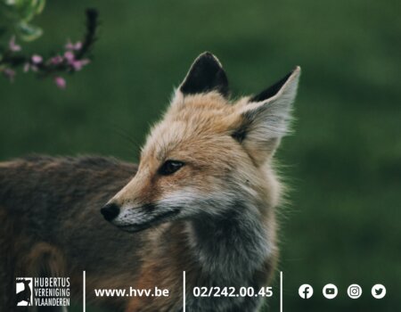 PREDATORCONTROLE: Wettelijk toegelaten mogelijkheden PREDATORCONTROLE: Wettelijk toegelaten mogelijkheden