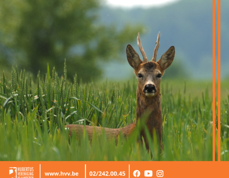 Zieke ree gespot? Doorgeven via nieuw HVV-meldpunt Zieke ree gespot? Doorgeven via nieuw HVV-meldpunt