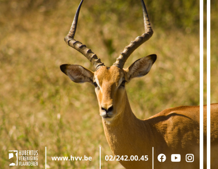 Verbod import jachttrofee: HVV introduceert Afrikaanse excellenties bij minister Khattabi Verbod import jachttrofee: HVV introduceert Afrikaanse excellenties bij minister Khattabi