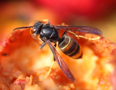 Help als jager met monitoring van Aziatische hoornaar Help als jager met monitoring van Aziatische hoornaar