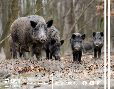 Gezocht voor wetenschappelijk onderzoek: wildschade van everzwijnen Gezocht voor wetenschappelijk onderzoek: wildschade van everzwijnen