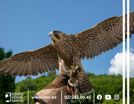 Interview met twee valkeniers: ‘Een roofvogel is perfect voor bejaging van kraaiachtigen’ Interview met twee valkeniers: ‘Een roofvogel is perfect voor bejaging van kraaiachtigen’