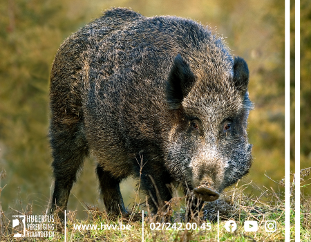 ‘Gevaar Afrikaanse varkenspest niet geweken’, waarschuwt FAVV ‘Gevaar Afrikaanse varkenspest niet geweken’, waarschuwt FAVV