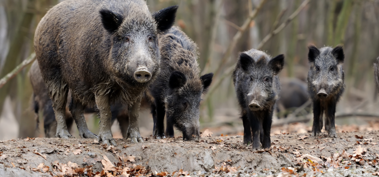Opleiding: hoe organiseer ik een drukjacht?