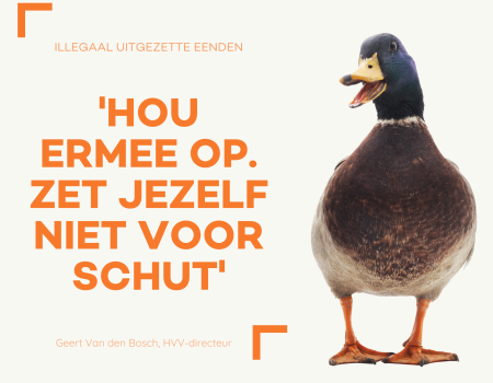 Illegaal uitgezette eenden: ‘Hou ermee op. Zet jezelf niet voor schut’ Illegaal uitgezette eenden: ‘Hou ermee op. Zet jezelf niet voor schut’