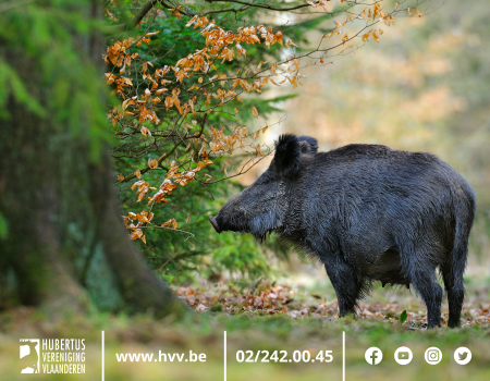 Battue op everzwijn verlengd tot eind januari 2023 Battue op everzwijn verlengd tot eind januari 2023