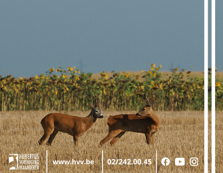 ANB: nog geen zicht op ‘mysterieuze ziekte’ onder reeën ANB: nog geen zicht op ‘mysterieuze ziekte’ onder reeën