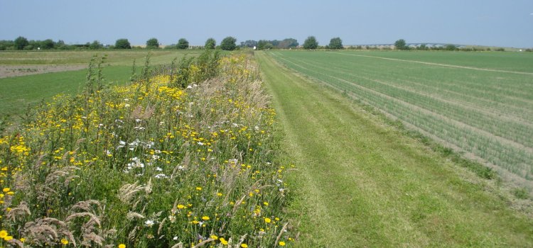 Studiedag – Natuurinclusief boeren binnen een economisch rendabel landbouwmodel
