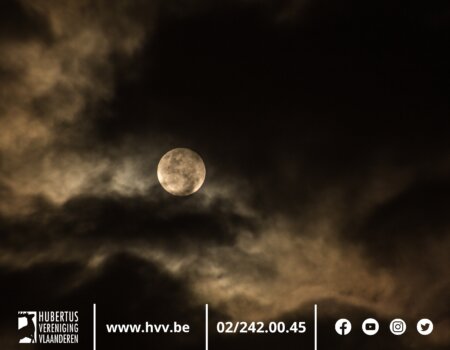 Mag er tijdens bestrijding en/of bijzondere bejaging ‘s nachts geberst worden? Mag er tijdens bestrijding en/of bijzondere bejaging ‘s nachts geberst worden?