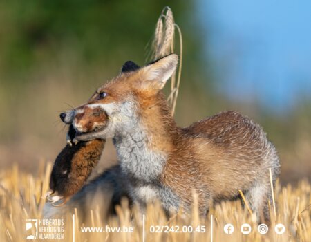 7e verjaardag SBP hamster: peperdure gedekte tafel voor predatoren? 7e verjaardag SBP hamster: peperdure gedekte tafel voor predatoren?