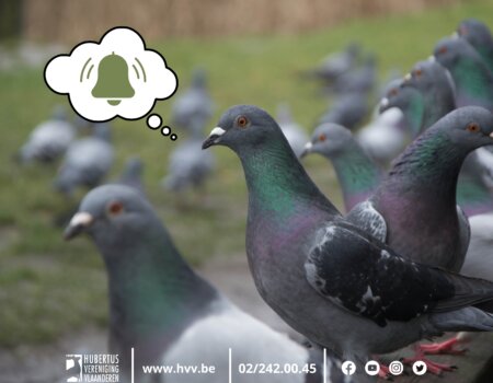 Oproep tot beheer van verwilderde duiven Oproep tot beheer van verwilderde duiven