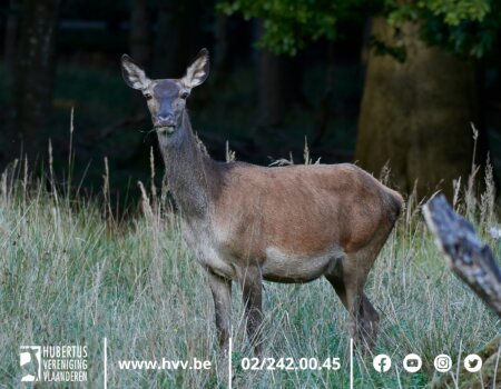 De jacht op roodwild verlengd tot eind januari De jacht op roodwild verlengd tot eind januari