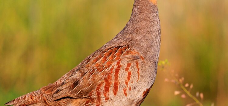 Infoavond over het akkervogelgebied Plateau Bertem-Huldenberg