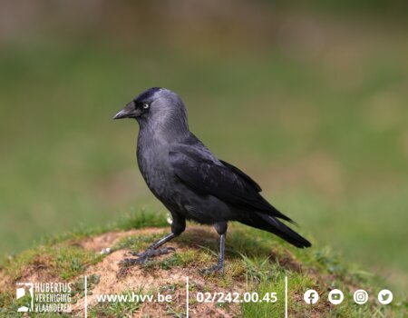16 februari: de start van de bestrijding met Larsenkooien en trechtervallen 16 februari: de start van de bestrijding met Larsenkooien en trechtervallen
