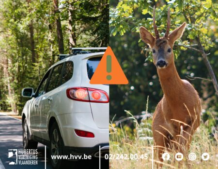 Zomeruur verhoogt risico op aanrijdingen met overstekend wild Zomeruur verhoogt risico op aanrijdingen met overstekend wild