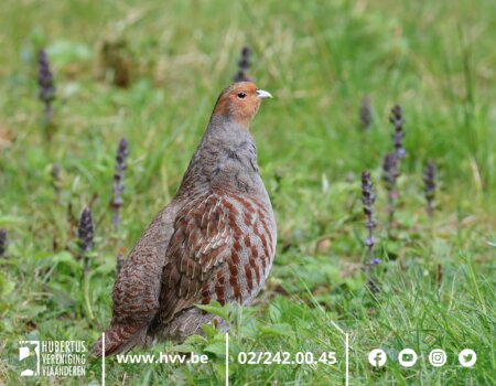 Projectoproep Soorten 2024 Projectoproep Soorten 2024