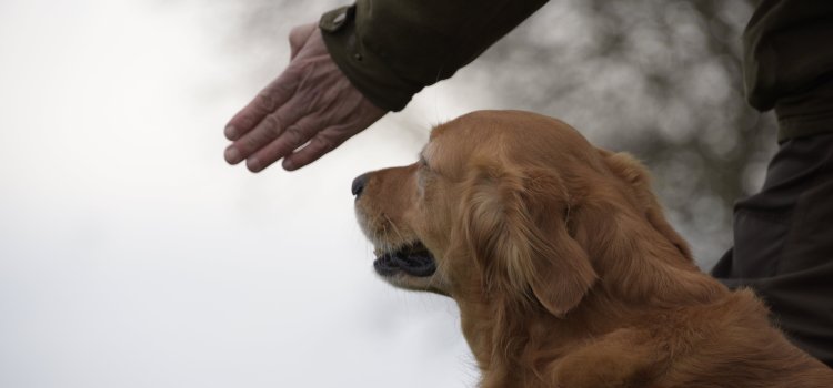 50ste editie NIMROD ‘nationaal kampioenschap’ voor apporterende jachthonden