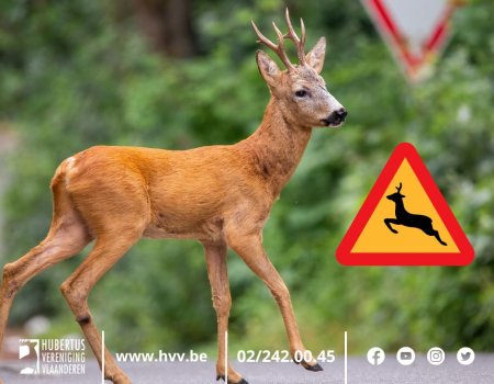 Bronsttijd aangebroken: Meer beweging, meer aanrijdingen Bronsttijd aangebroken: Meer beweging, meer aanrijdingen