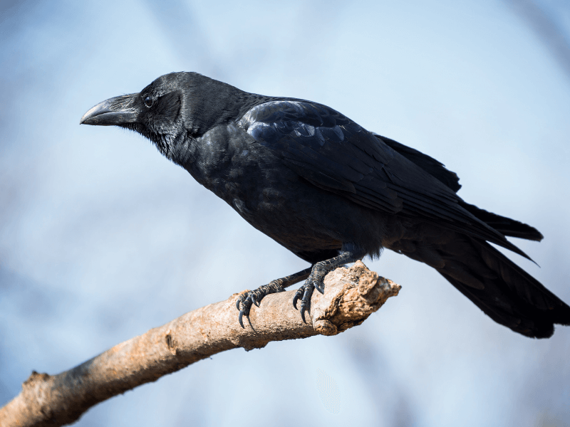 Zwarte kraai Zwarte kraai