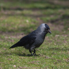 Dohle / Jackdaw / Corvus monedula
