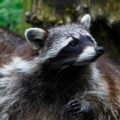 Waschbaer - Raccoon - Procyon lotor