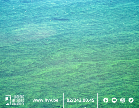 Wees alert voor blauwalgen in het water Wees alert voor blauwalgen in het water