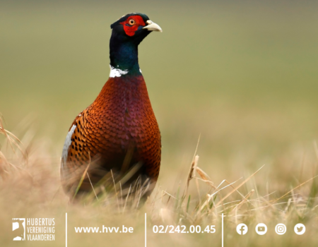 Hubertus Vereniging Vlaanderen veroordeelt krachtig het illegaal houden van wild Hubertus Vereniging Vlaanderen veroordeelt krachtig het illegaal houden van wild