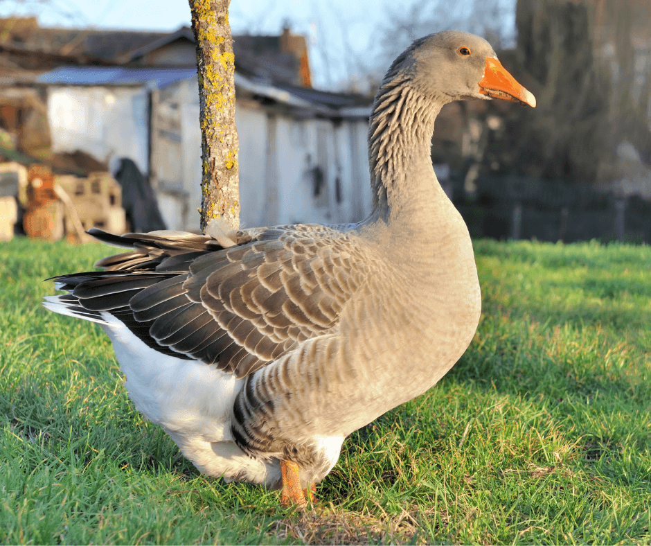 Boerengans Boerengans